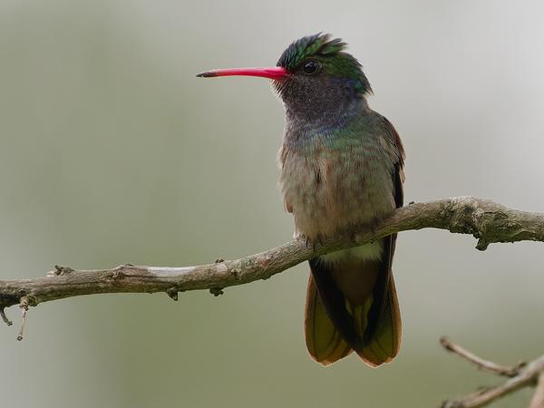 <h3><a href="/trips/costa-rica/biota/animalia/chordata/aves/033 apodiformes/004 trochilidae/hylocharis eliciae/hylocharis eliciae-nl.html">Hylocharis&nbsp;eliciae</a> / Blue‑throated&nbsp;sapphire / Goudstaartsaffierkolibrie</h3>OM-1 Mark II met OLYMPUS M.150-400mm F4.5 TC, 1/2500 sec  bij F6.3, ISO 2500, afstand 8.19&nbsp;m